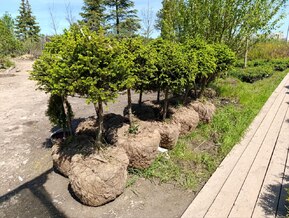 Ель обыкновенная шар на штамбе (Чупа-Чупс)