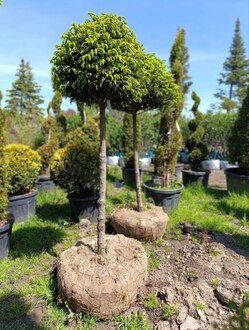 Ель обыкновенная шар на штамбе (Чупа-Чупс)