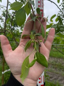 Декоративная яблоня Ред Джед (Red Jade)