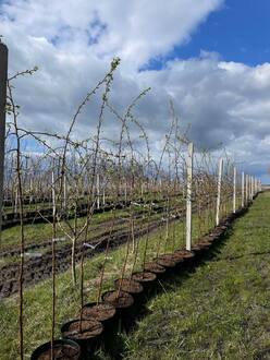 Декоративная яблоня Ред Джед (Red Jade)