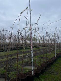 Декоративная яблоня Ред Джед (Red Jade)