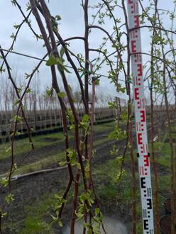 Декоративная яблоня Ред Джед (Red Jade)