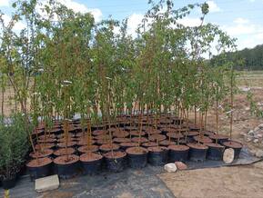 Декоративная яблоня Ред Джед (Red Jade)