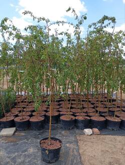 Декоративная яблоня Ред Джед (Red Jade)