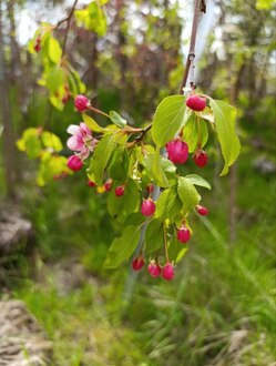 Декоративная яблоня Ред Джед (Red Jade)