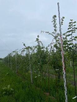 Декоративная яблоня Ред Джед (Red Jade)