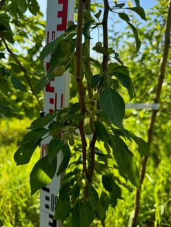 Декоративная яблоня Ред Джед (Red Jade)