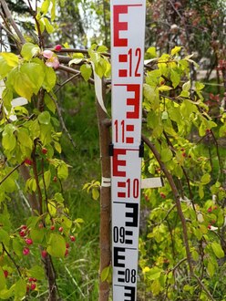 Декоративная яблоня Ред Джед (Red Jade)