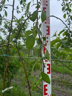 Декоративная яблоня Ред Джед (Red Jade)