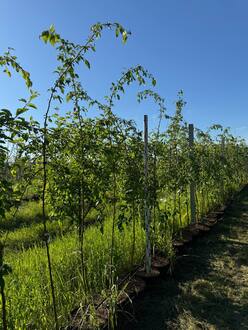 Декоративная яблоня Ред Джед (Red Jade)