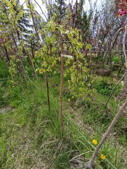 Декоративная яблоня Ред Джед (Red Jade)
