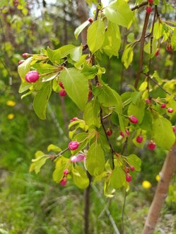 Декоративная яблоня Ред Джед (Red Jade)