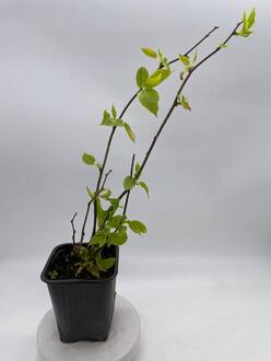 Актинидия коломикта Лакомка (Lakomka)