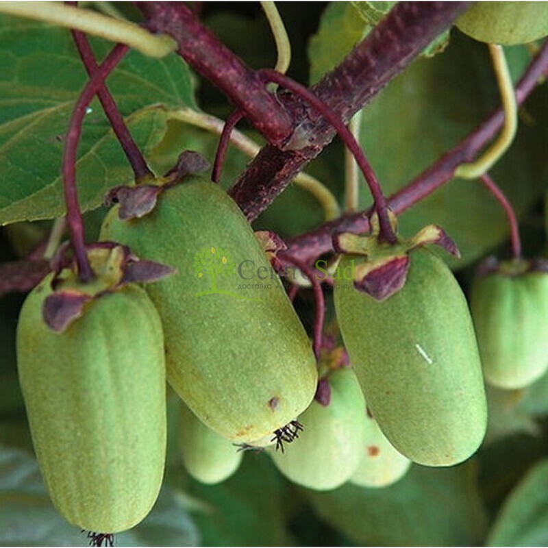 Актинидия коломикта Приусадебная (Priusadebnaya)