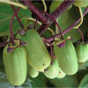 Актинидия коломикта Приусадебная (Priusadebnaya)