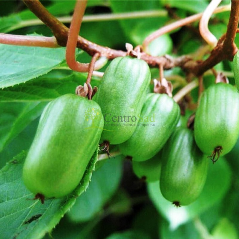Актинидия коломикта Изобильная (Izobilnaya')