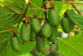 Актинидия коломикта Университетская (Universitetskaya)