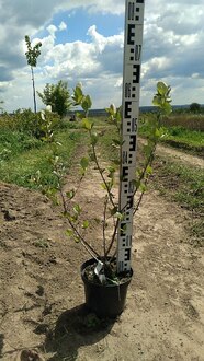 Арония Мулатка (Mulatka)