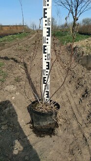 Арония Мулатка (Mulatka)