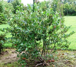 Арония черноплодная Викинг (Viking)