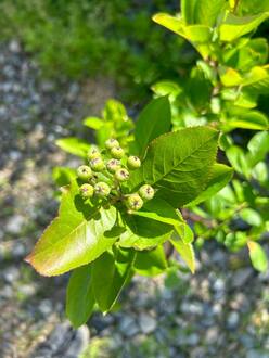 Арония черноплодная Викинг (Viking)