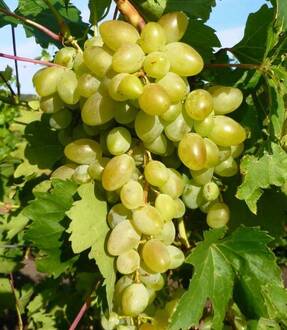 Виноград Аркадия (Arkadia)