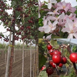 Декоративная яблоня Ред Обелиск (Red Obelisk)