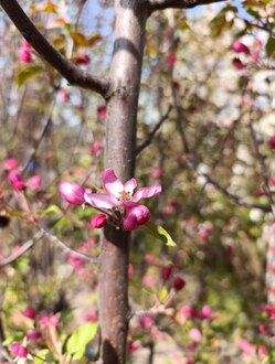 Декоративная яблоня Ред Обелиск (Red Obelisk)