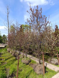 Декоративная яблоня Ред Обелиск (Red Obelisk)