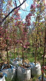 Декоративная яблоня Ред Обелиск (Red Obelisk)
