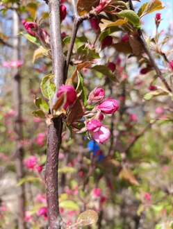 Декоративная яблоня Ред Обелиск (Red Obelisk)