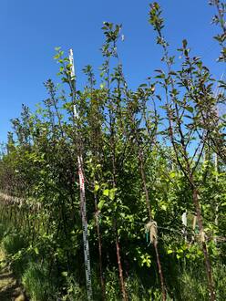 Декоративная яблоня Ред Обелиск (Red Obelisk)