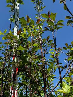 Декоративная яблоня Ред Обелиск (Red Obelisk)