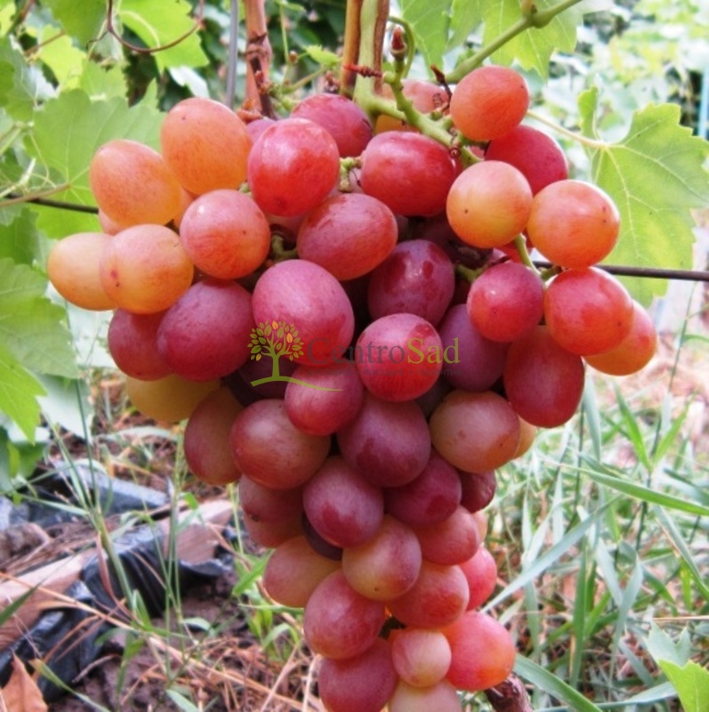 Виноград Ливия (Libya)