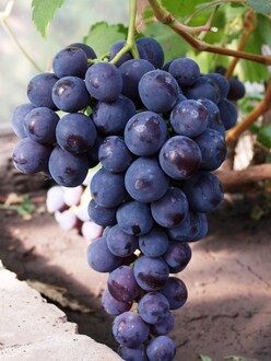 Виноград Рошфор К (Rofshor K)