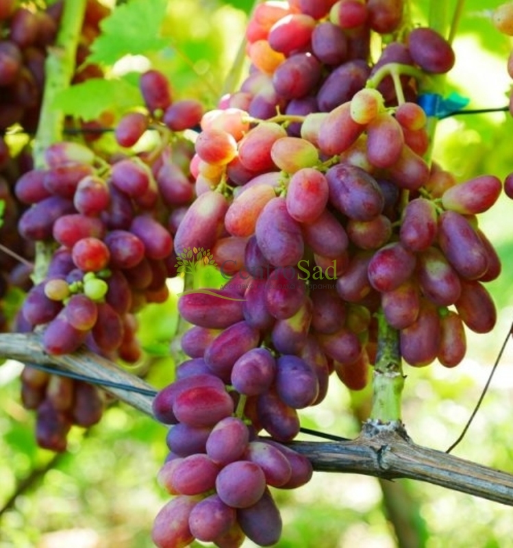 Виноград Гелиос (Helios)