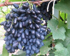 Виноград "Codreanca" (Кодрянка)