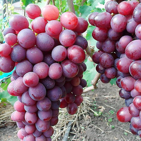 Виноград Памяти учителя (Pamyati Uchitelya)