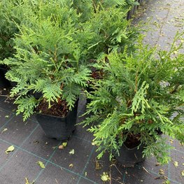 Туя западная Тедди (Teddy)