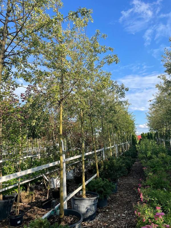 Декоративная яблоня Эверест (Еwerestе)