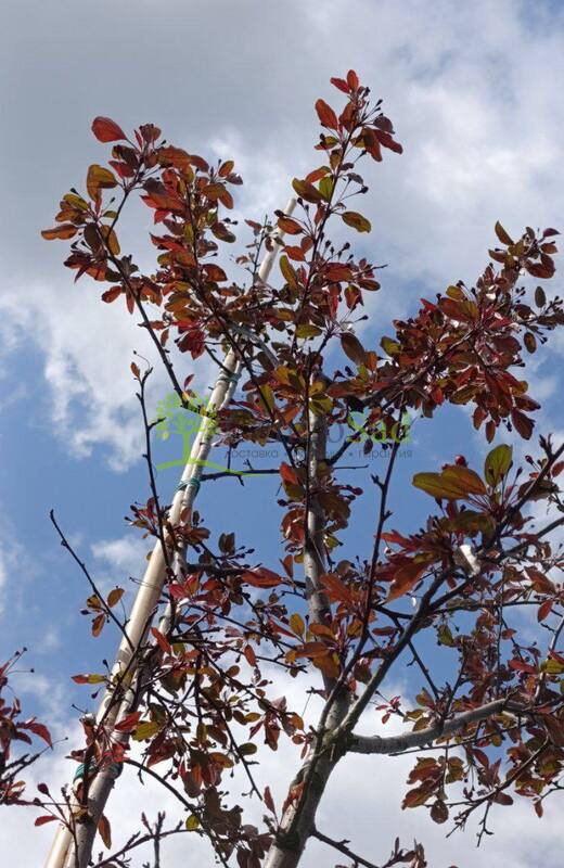 Декоративная яблоня Эверест (Еwerestе)