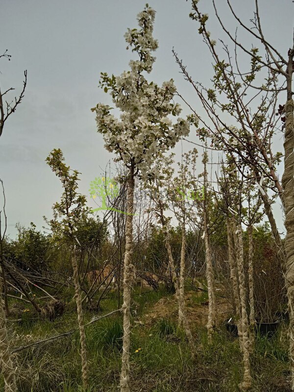 Декоративная яблоня Эверест (Еwerestе)