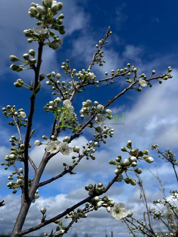 Декоративная яблоня Эверест (Еwerestе)