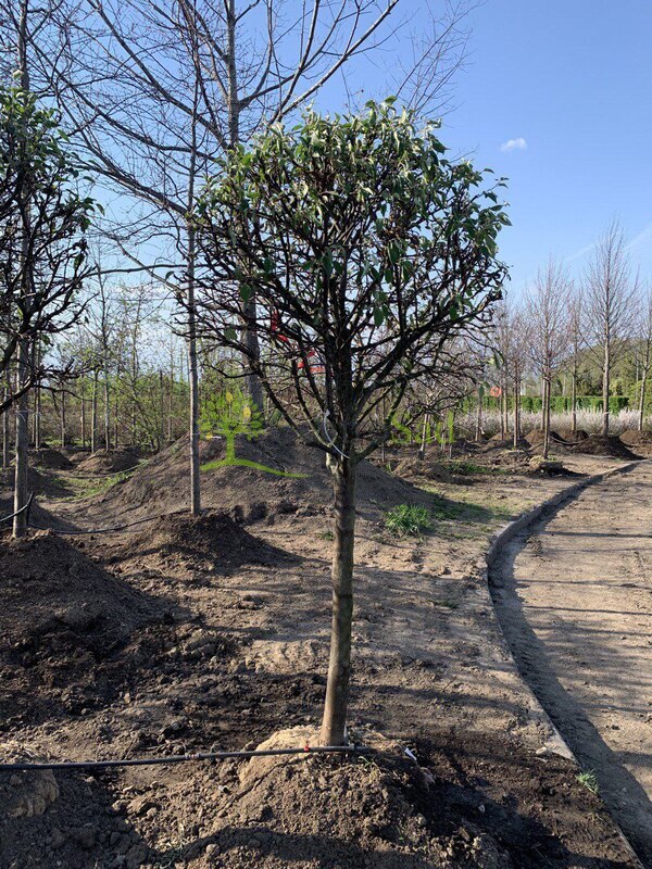 Декоративная яблоня Эверест (Еwerestе)