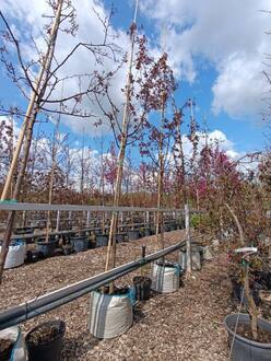 Декоративная яблоня Эверест (Еwerestе)