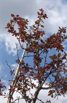 Декоративная яблоня Эверест (Еwerestе)