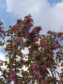 Декоративная яблоня Эверест (Еwerestе)