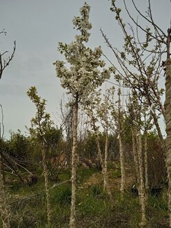 Декоративная яблоня Эверест (Еwerestе)