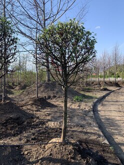 Декоративная яблоня Эверест (Еwerestе)