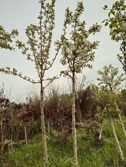 Декоративная яблоня Эверест (Еwerestе)